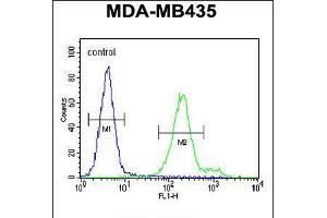 Flow cytometric analysis of MDA-MB435 cells (right histogram) compared to a negative control cell (left histogram). (OR6V1 抗体  (C-Term))