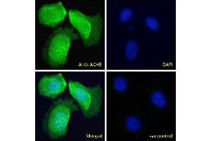 ABIN185357 Immunofluorescence analysis of paraformaldehyde fixed U2OS cells, permeabilized with 0. (Acetylcholinesterase 抗体  (C-Term))