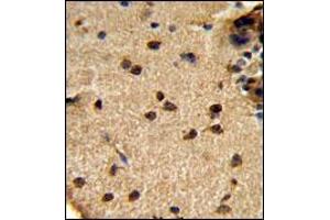 AP18036PU-N GLS Antibody staining of Formalin-fixed, Paraffin-Embedded Human brain tissue using peroxidase-conjugated secondary antibody, followed by DAB staining. (Glutaminase Kidney Isoform (C-Term) 抗体)