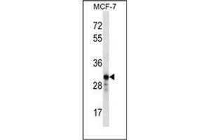 Western blot analysis of GRAP2 Antibody (Center) in MCF-7 cell line lysates (35ug/lane).