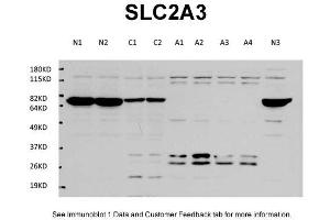 WB Suggested Anti-SLC2A3 Antibody Titration: 1 ug/mlPositive Control: Cultured mouse primary cortex neuron, mouse cerebellum tissue sample, cultured mouse primary cortex astrocyte, (SLC2A3 抗体  (Middle Region))