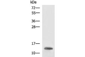 Western blot analysis of K562 cell lysate using HBZ Polyclonal Antibody at dilution of 1:1600 (HBZ 抗体)