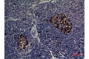 Immunohistochemistry (IHC) analysis of paraffin-embedded Human Pancreas, antibody was diluted at 1:100. (CMTM5 抗体  (N-Term))