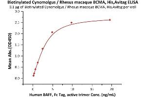 Immobilized Biotinylated Cynomolgus / Rhesus macaque BCMA, His,Avitag (ABIN6972955) at 1 μg/mL (100 μL/well) on streptavidin precoated (0.
