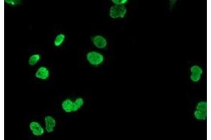 Anti-HOXC11 mouse monoclonal antibody (ABIN2454334) immunofluorescent staining of COS7 cells transiently transfected by pCMV6-ENTRY HOXC11 (RC201475). (HOXC11 抗体)