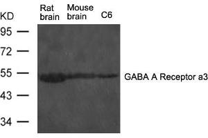 Western blot analysis of extract from rat brain and mouse brain tissue and C6 cells using GABA A Receptor a3 Antibody (GABRA3 抗体)