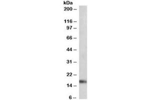 Western blot testing of mouse heart lysate with ANF antibody at 0. (HESX Homeobox 1 抗体)