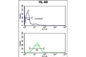 DDX17 Antibody (N-term) (ABIN653270 and ABIN2842787) flow cytometry analysis of HL-60 cells (bottom histogram) compared to a negative control cell (top histogram). (DDX17 抗体  (N-Term))