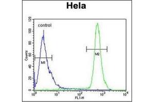 Flow Cytometric analysis of Hela cells using HS3ST2 Antibody (C-term) Cat. (HS3ST2 抗体  (C-Term))