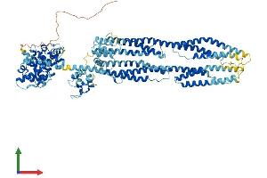 AlphaFold protein structure predicition of Human Recombinant ACTN4 Protein, UniprotID O43707
