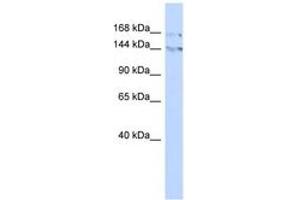 Image no. 1 for anti-Bromodomain Adjacent To Zinc Finger Domain, 1B (BAZ1B) (C-Term) antibody (ABIN6742876) (BAZ1B 抗体  (C-Term))