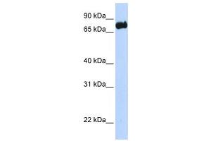 Western Blotting (WB) image for anti-Leucine-Rich Repeats and Calponin Homology (CH) Domain Containing 4 (LRCH4) antibody (ABIN2458925) (LRCH4 抗体)