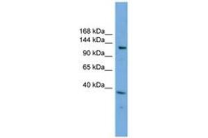 Image no. 1 for anti-Eukaryotic Translation Initiation Factor 4E Nuclear Import Factor 1 (EIF4ENIF1) (AA 215-264) antibody (ABIN6744174)