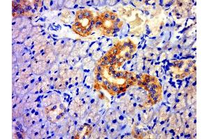 Paraformaldehyde-fixed, paraffin embedded rat thyroid, Antigen retrieval by boiling in sodium citrate buffer (pH6. (TXNDC11 抗体  (AA 601-700))