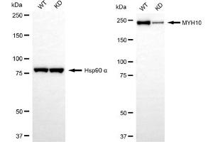 Western blotting analysis using MYH10 antibody (ABIN7799526). (Recombinant MYH10 抗体)