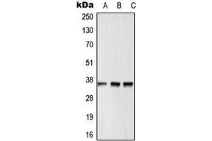 Western blot analysis of GPR12 expression in HepG2 (A), Raw264.