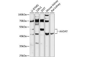 Western blot analysis of extracts of various cell lines, using AADAT antibody (ABIN6127317, ABIN6136314, ABIN6136316 and ABIN6216949) at 1:3000 dilution. (AADAT 抗体  (AA 34-429))