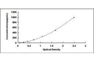 ELISA image for KIT Ligand (KITLG) ELISA Kit (ABIN415534)