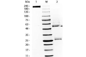 SDS-PAGE of Rat Gamma Globulin. (gamma Globulin Fraction 蛋白)