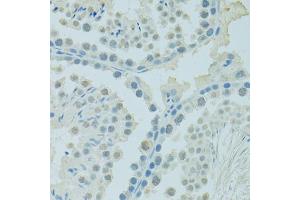 Immunohistochemistry of paraffin-embedded mouse testis using PSIP1 antibody (ABIN6290727) at dilution of 1:100 (40x lens). (PSIP1 抗体)