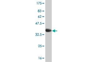 Western Blotting (WB) image for anti-Sterol Regulatory Element Binding Transcription Factor 1 (SREBF1) (AA 801-900) antibody (ABIN562994)