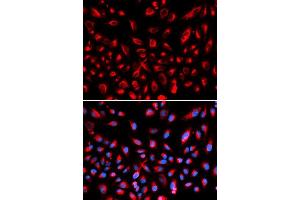 Immunofluorescence analysis of U2OS cell using CLDN11 antibody. (Claudin 11 抗体  (AA 26-207))