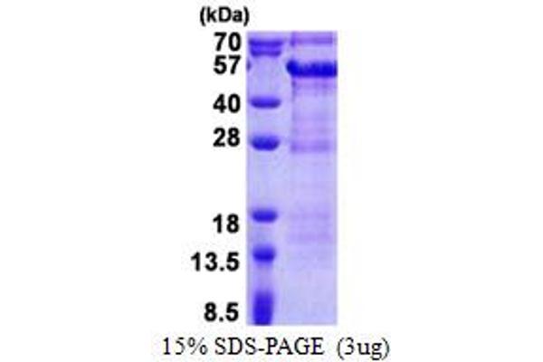 DBR1 Protein (AA 228-544) (His tag)
