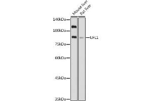 Western blot analysis of extracts of various cell lines, using UFL1 antibody (ABIN7271213) at 1:1000 dilution. (UFL1 抗体)