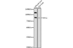 Western blot analysis of extracts of various cell lines, using UFL1 antibody (ABIN7271213) at 1:1000 dilution.