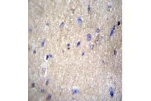 Immunohistochemistry analysis in formalin fixed and paraffin embedded human brain tissue reacted with APPBP1 Antibody (Center) followed which was peroxidase conjugated to the secondary antibody and followed by DAB staining.
