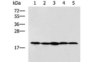 Western blot analysis of Jurkat NIH/3T3 Raji 231 and A172 cell lysates using RPS11 Polyclonal Antibody at dilution of 1:700 (RPS11 抗体)