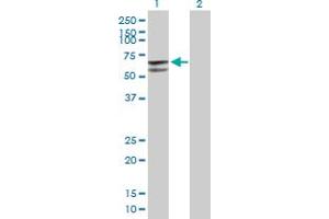 Western Blot analysis of GLUD2 expression in transfected 293T cell line by GLUD2 MaxPab polyclonal antibody. (GLUD2 抗体  (AA 1-558))