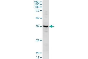 ADH1C MaxPab rabbit polyclonal antibody. (ADH1C 抗体  (AA 1-375))
