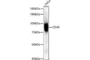 Western blot analysis of extracts of HeLa cells, using CD44 antibody  at 1:1000 dilution. (CD44 抗体)