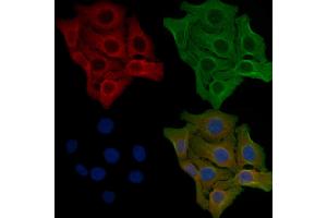 ABIN6259423 and ABIN6276212 staining Hela cells by IF/ICC. (RXFP2 抗体  (N-Term))