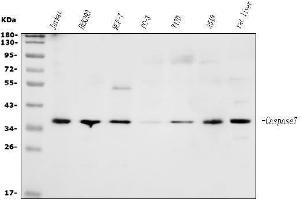 Western blot analysis of Caspase-7/CASP7 using anti-Caspase-7/CASP7 antibody (ABIN7600823).