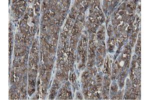 Image no. 3 for anti-Mitochondrial Intermediate Peptidase (MIPEP) (AA 174-516) antibody (ABIN1491015)