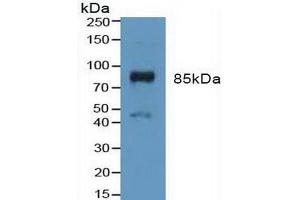 Western blot analysis of Mouse Placenta Tissue. (FGFR3 抗体  (AA 166-375))