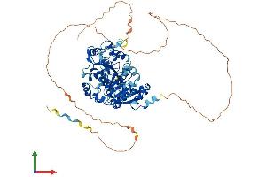 AlphaFold protein structure predicition of Mouse Recombinant Ddx17 Protein, UniprotID Q501J6
