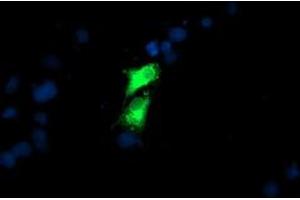 Anti-GOLM1 mouse monoclonal antibody (ABIN2455429) immunofluorescent staining of COS7 cells transiently transfected by pCMV6-ENTRY GOLM1 (RC200086). (GOLM1 抗体)