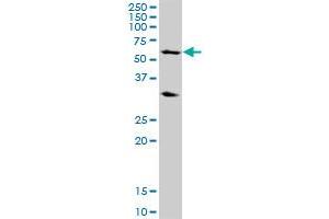 POLR3C MaxPab polyclonal antibody. (POLR3C 抗体  (AA 1-534))