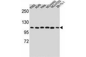 Western blot analysis of Endoplasmin / HSP90B1 / TRA1 Antibody (Center) in K562, A549, Hela, NCI-H460, NCI-H292, ZR-75-1 cell line lysates (35ug/lane). (GRP94 抗体  (Middle Region))