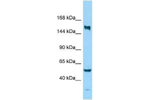 Host: Rabbit Target Name: KIF24 Sample Type: MDA-MB-435S Whole Cell lysates Antibody Dilution: 1.