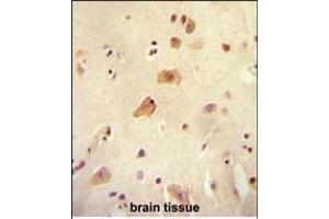 RICH2 antibody (C-term) (ABIN654613 and ABIN2844313) immunohistochemistry analysis in formalin fixed and paraffin embedded human brain tissue followed by peroxidase conjugation of the secondary antibody and DAB staining. (ARHGAP44 抗体  (C-Term))