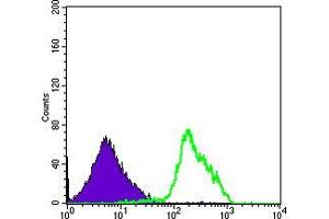 Flow cytometric analysis of RAJI cells using BECN1 mouse mAb (green) and negative control (purple). (Beclin 1 抗体)