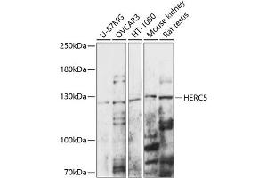 Western blot analysis of extracts of various cell lines, using HERC5 antibody (ABIN7267596) at 1:1000 dilution. (HERC5 抗体  (AA 360-700))