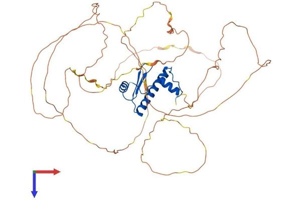 MEF2A Protein (AA 1-498) (His tag)