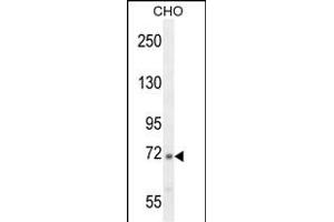 C2 Antibody (N-term) (ABIN654619 and ABIN2844317) western blot analysis in CHO cell line lysates (35 μg/lane). (Complement C2 抗体  (N-Term))