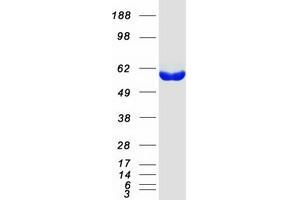 Western Blotting (WB) image for Glutamic Pyruvate Transaminase (Alanine Aminotransferase) 2 (GPT2) (Transcript Variant 1) protein (Myc-DYKDDDDK Tag) (ABIN2722205)