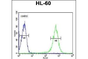 EYA4 Antibody (C-term) (ABIN653278 and ABIN2842794) flow cytometry analysis of HL-60 cells (bottom histogram) compared to a negative control cell (top histogram). (EYA4 抗体  (C-Term))